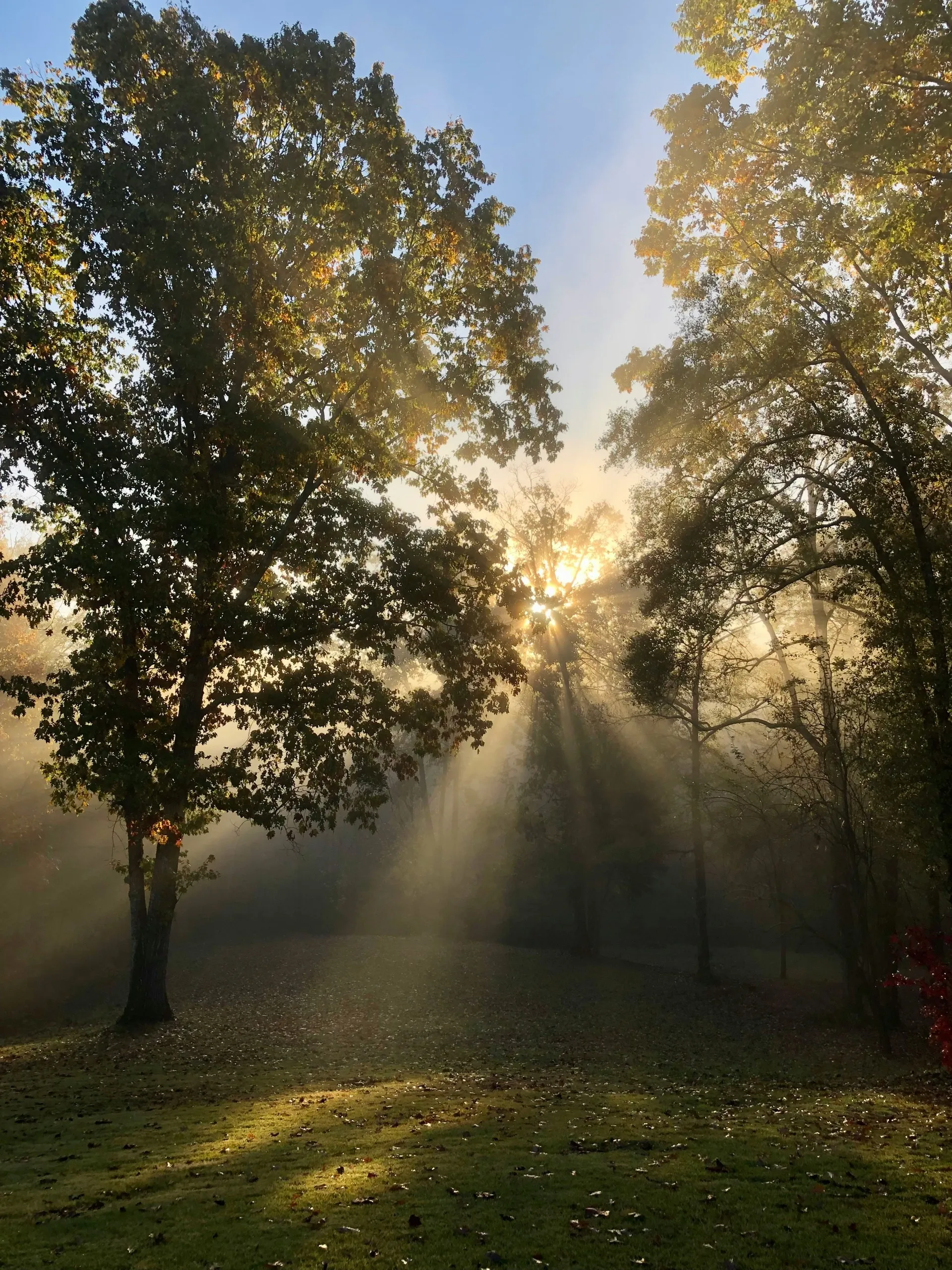 Zonlicht breekt door mistige bomen bij dageraad